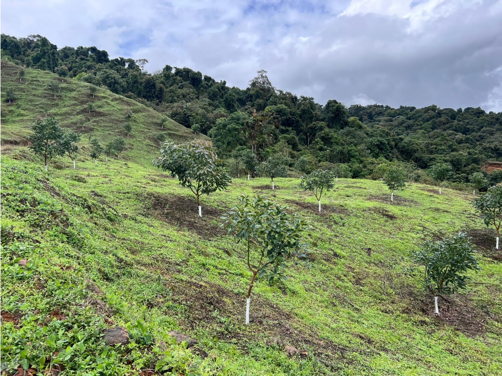 Se Vende Finca Productiva En Aguacate Hass Trujillo Valle Del Cauca - 6