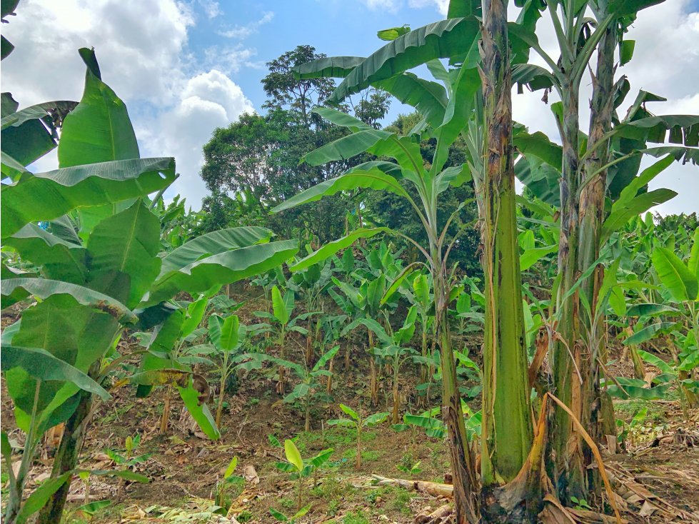 Se Vende Finca Suburbana Para Sub-Division El Caimo Armenia — foto 5