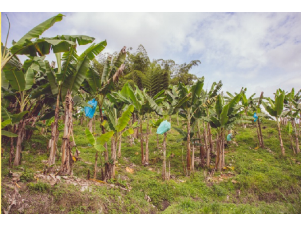 Se Alquila Finca Para Desarrollo Turístico Sembrada En Plátano — foto 4