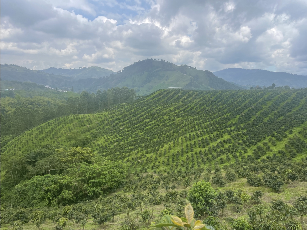 Finca Cafetera A La Venta Santa Rosa De Cabal — foto 4
