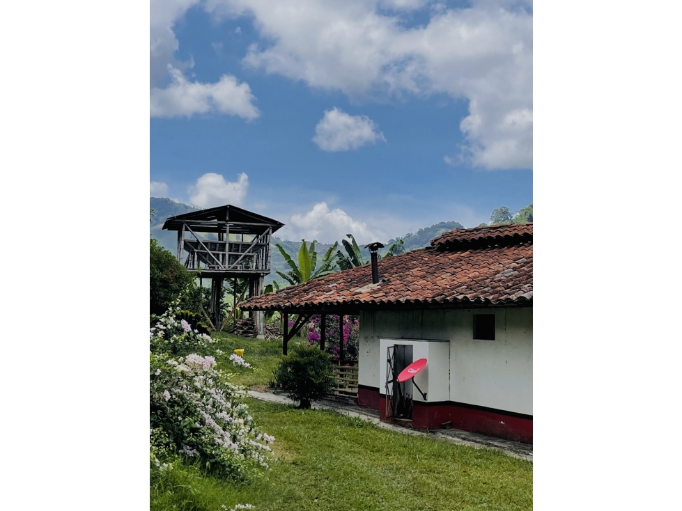 Se Vende Finca Cafetera En Caicedonia 9160138 - 3