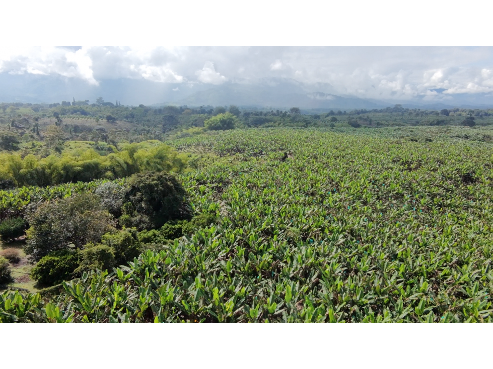 Se Vende Finca Productiva En Armenia El Caimo — foto 3
