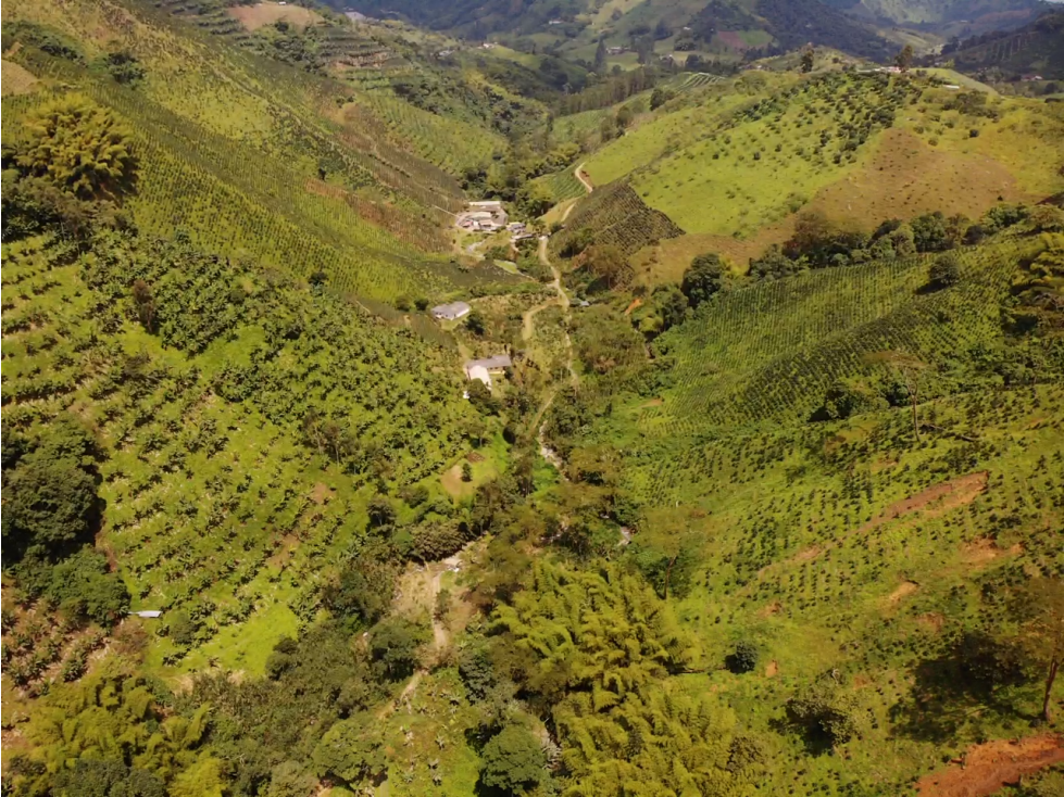 Finca Cafetera A La Venta Santa Rosa De Cabal