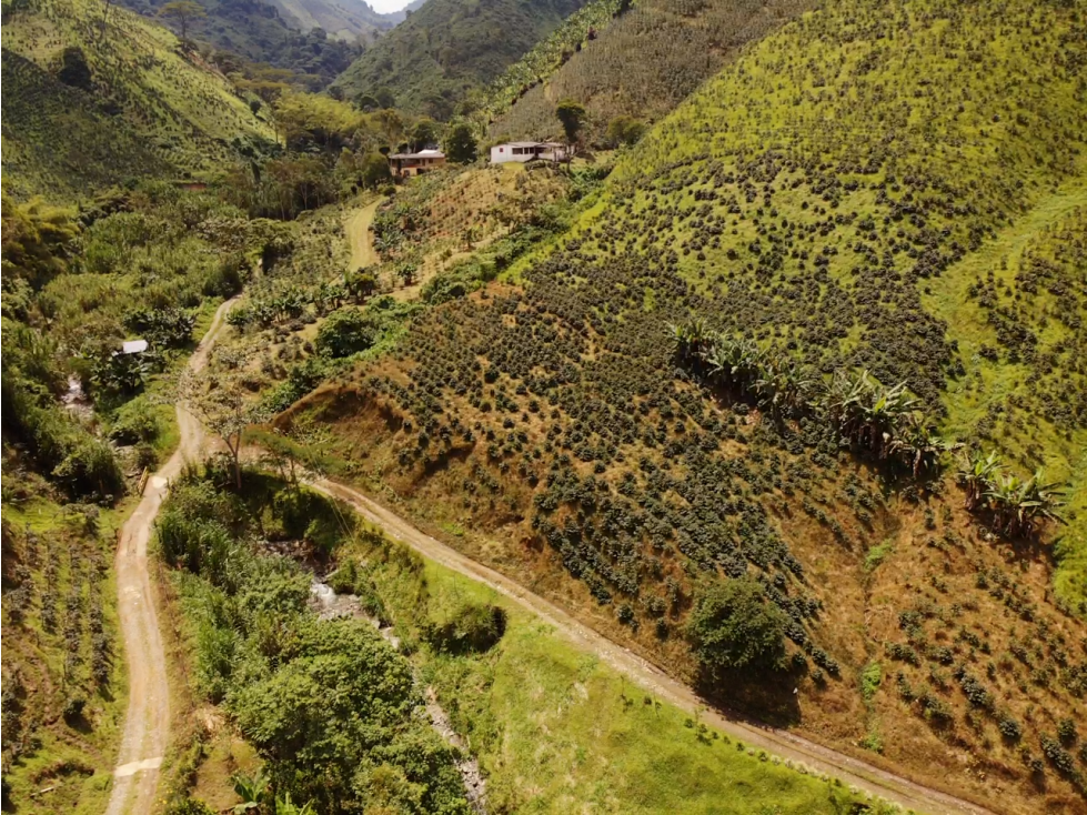 Finca Cafetera A La Venta Santa Rosa De Cabal — foto 3