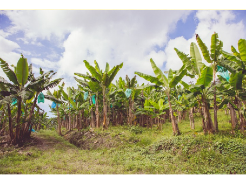 Se Alquila Finca Para Desarrollo Turístico Sembrada En Plátano — foto 5