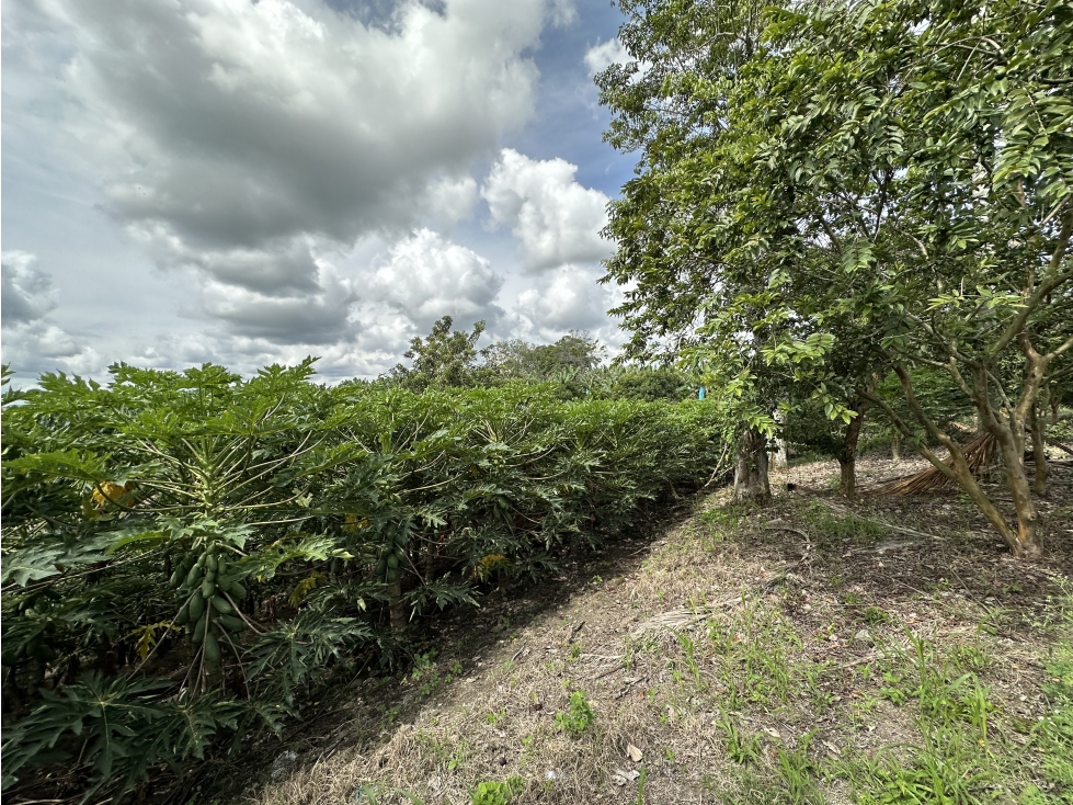 Se Vende Parcelacion De 6 Lotes En Pueblo Tapao Quindio — foto 4