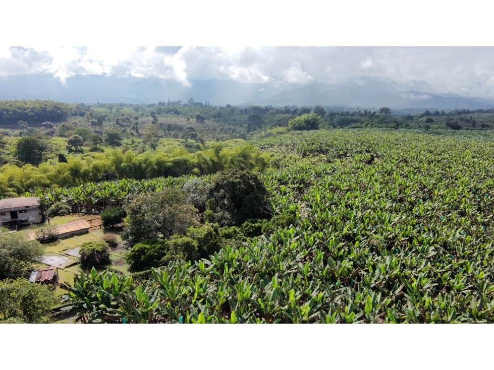 Se Vende Finca Productiva En Armenia El Caimo — foto 4
