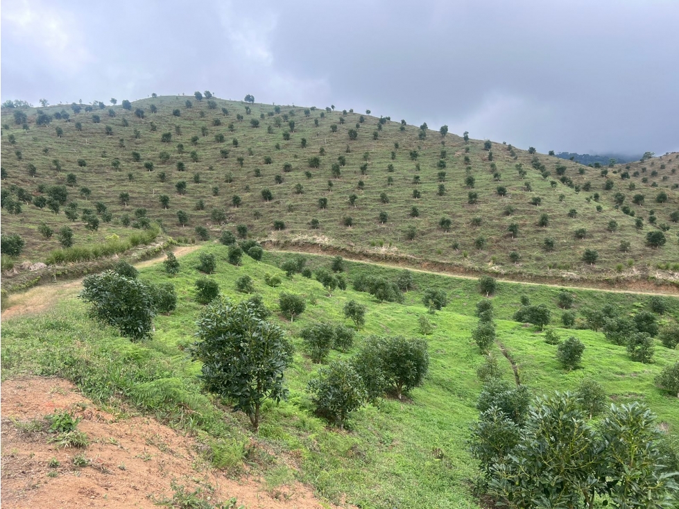 Se Vende Finca Productiva En Aguacate Hass Trujillo Valle Del Cauca - 3