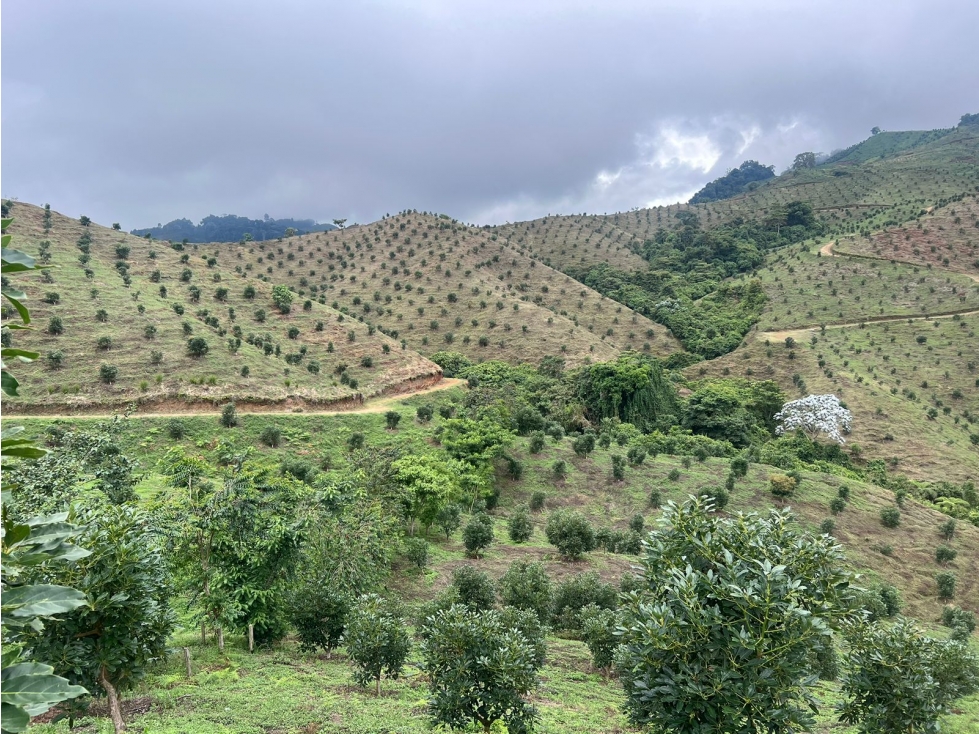 Se Vende Finca Productiva En Aguacate Hass Trujillo Valle Del Cauca - 2