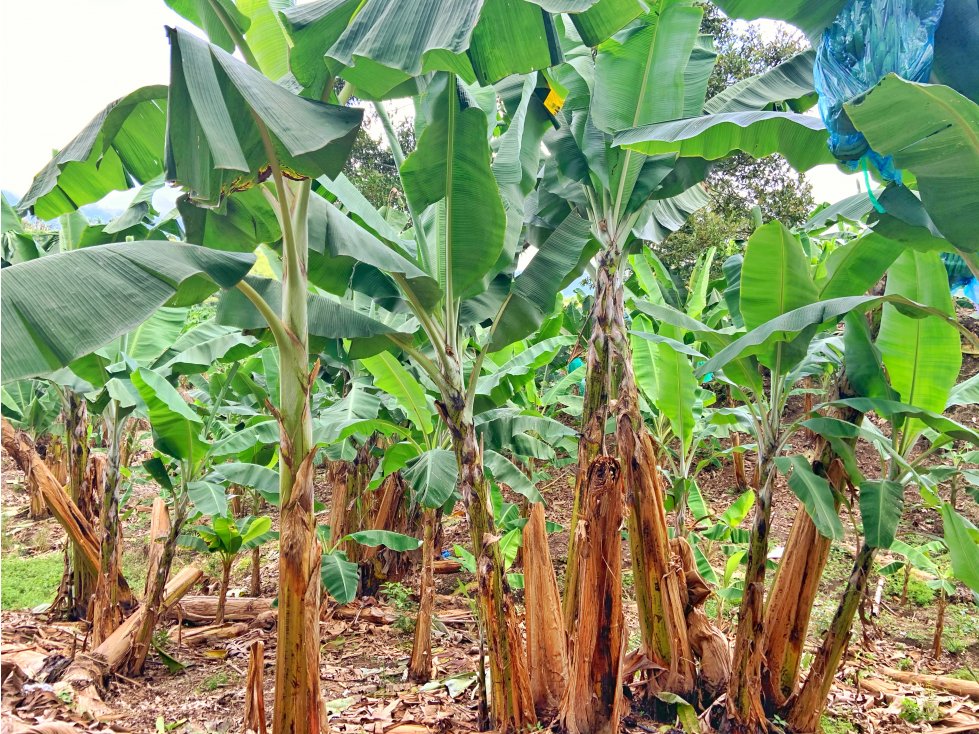 Se Vende Finca Suburbana Para Sub-Division El Caimo Armenia — foto 6