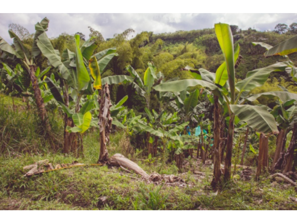 Se Alquila Finca Para Desarrollo Turístico Sembrada En Plátano — foto 6