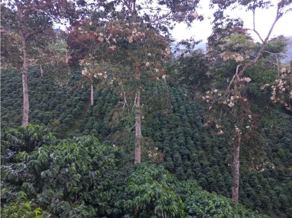 Se Vende Finca Cafetera En Caicedonia 9160138 - 5