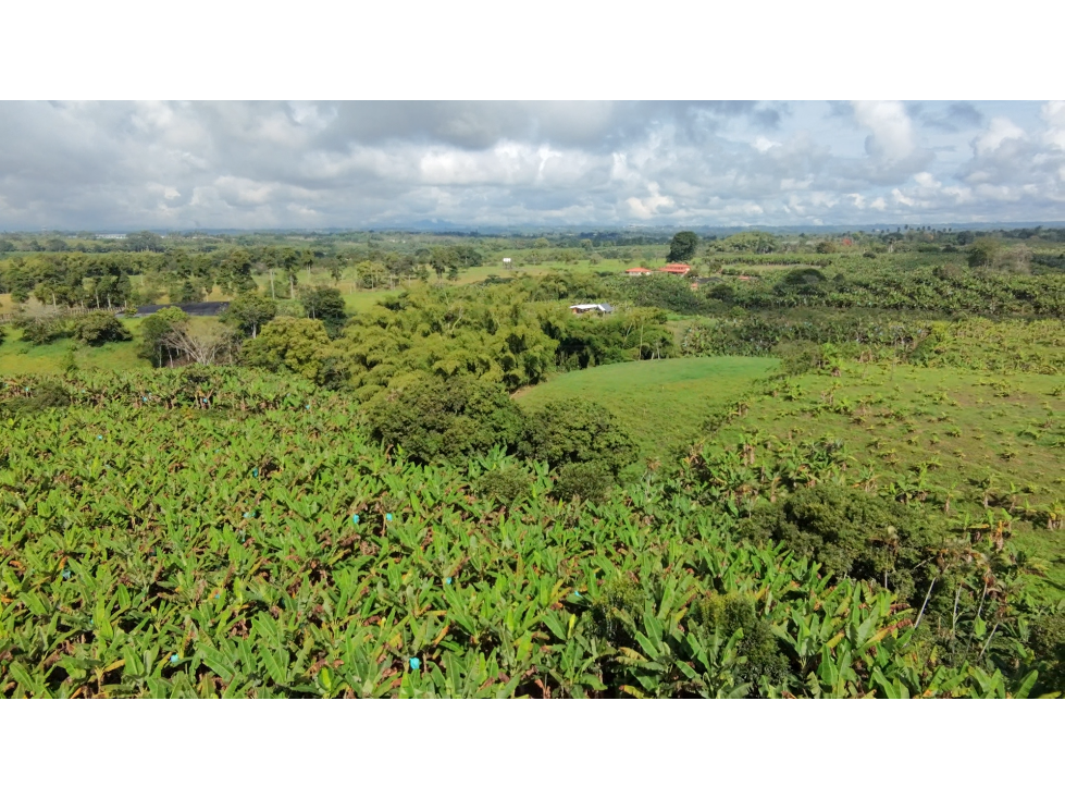 Se Vende Finca Productiva En Armenia El Caimo — foto 5