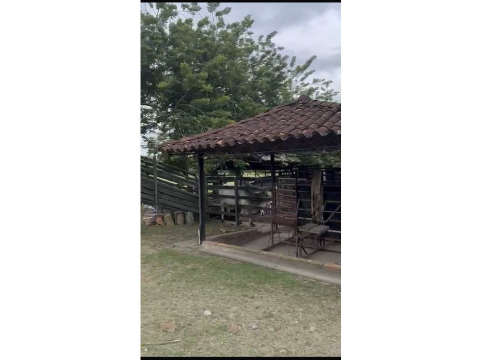Se Vende Finca Ganadera En Obando Valle Del Cauca - 5
