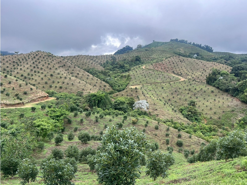 Se Vende Finca Productiva En Aguacate Hass Trujillo Valle Del Cauca - 4
