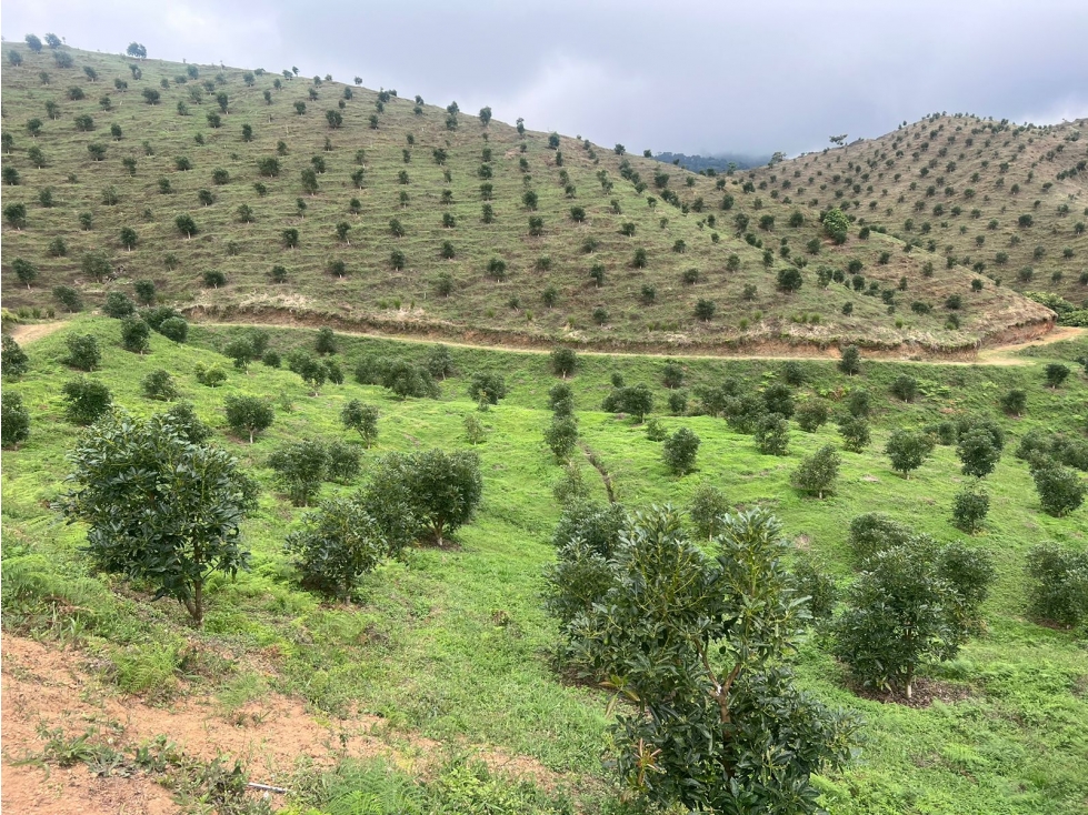 Se Vende Finca Productiva En Aguacate Hass Trujillo Valle Del Cauca - 1
