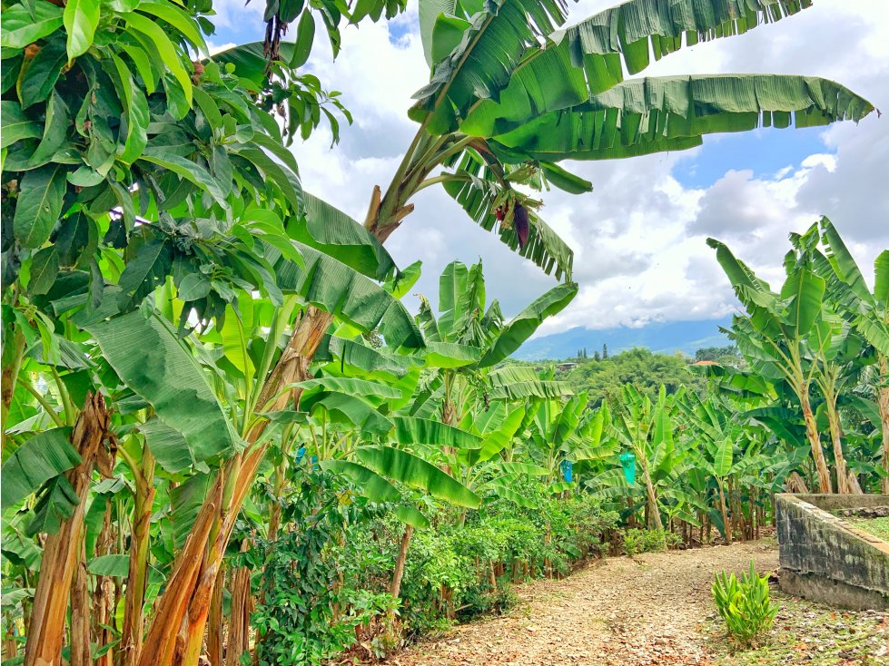 Se Vende Finca Suburbana Para Sub-Division El Caimo Armenia — foto 3