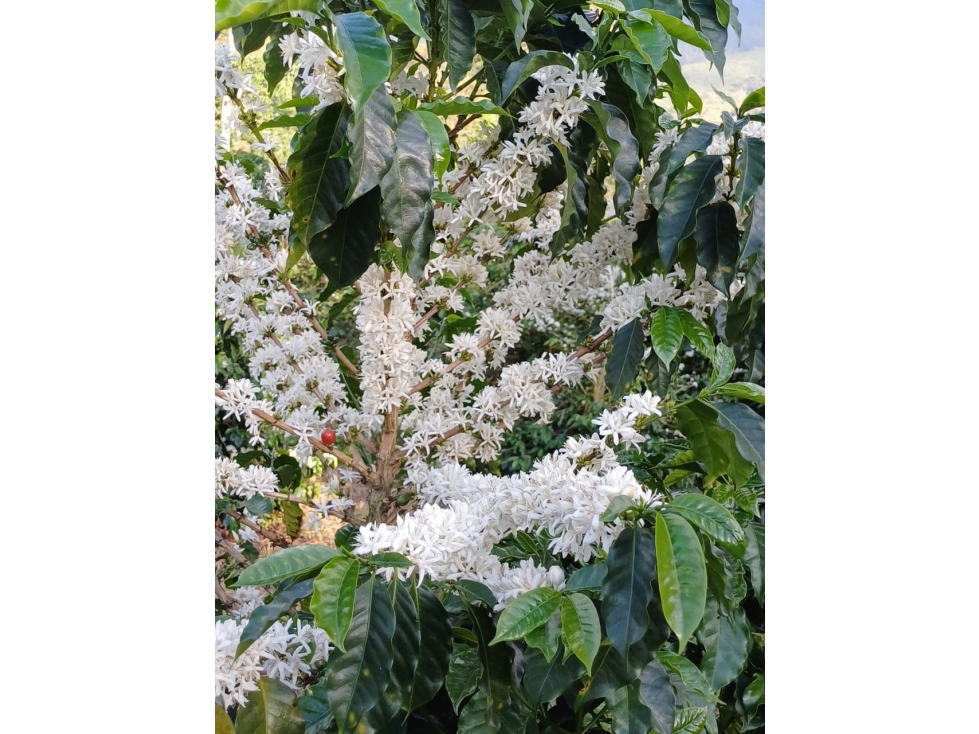Se Vende Finca Cafetera En Caicedonia 9160138 - 6