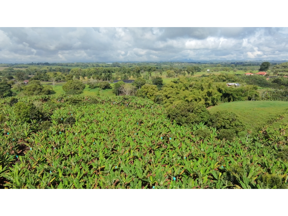 Se Vende Finca Productiva En Armenia El Caimo — foto 6