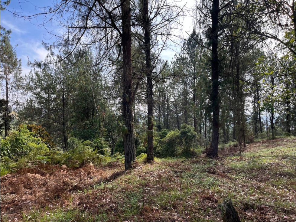 Lote independiente para venta en Rionegro