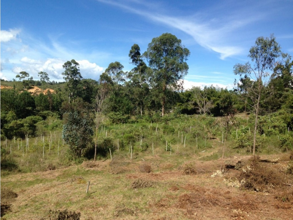 Lote industrial para Venta en Guarne - Rural — foto 4