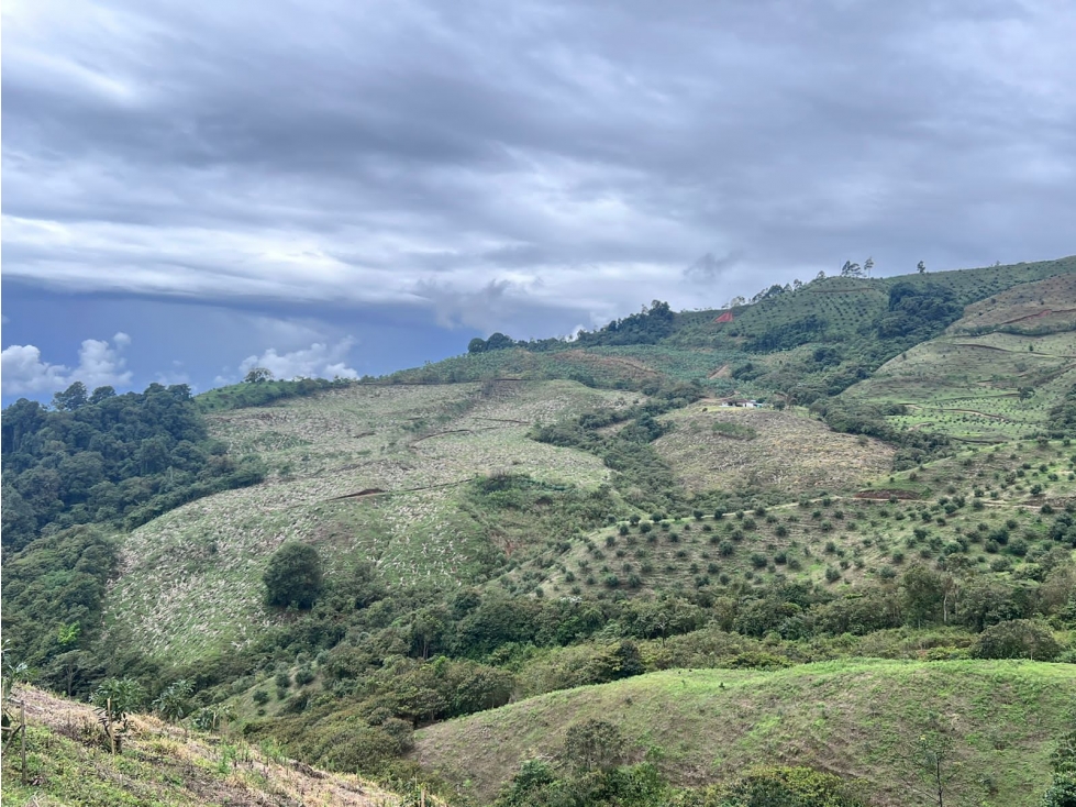 Se Vende Finca Productiva En Aguacate Hass Trujillo Valle Del Cauca - 5