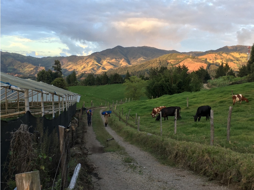Finca de trabajo para venta en Abejorral - 2