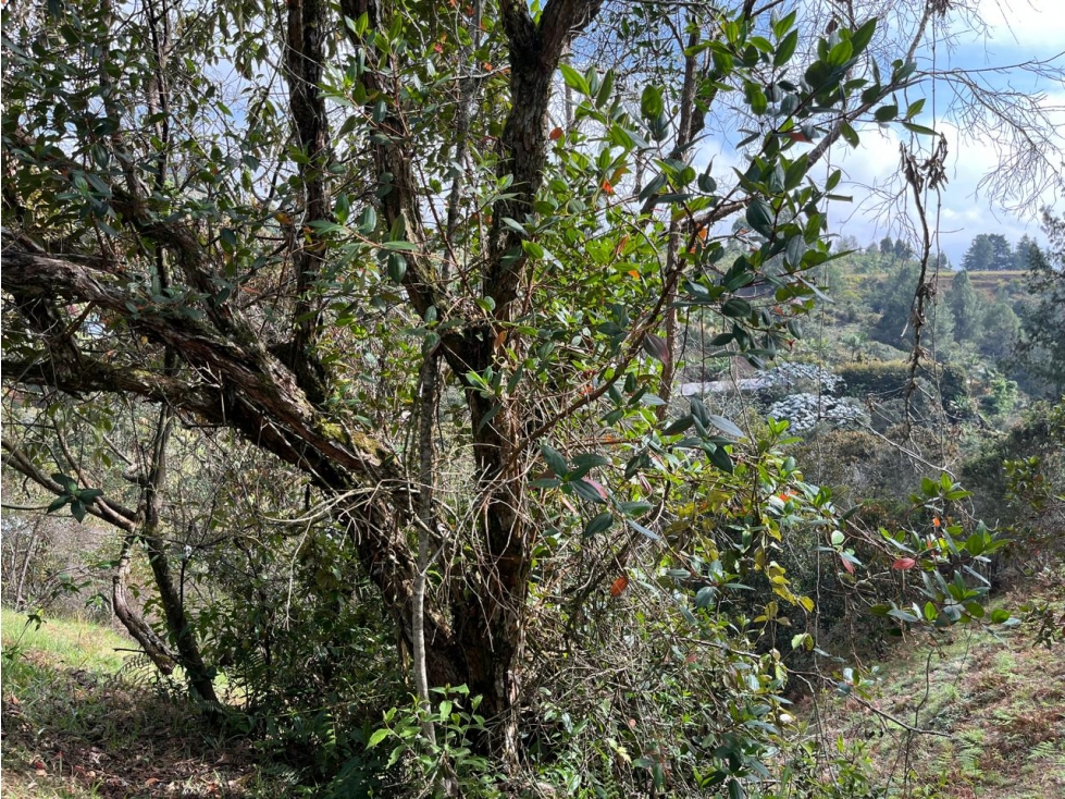 Lote independiente para venta en Rionegro — foto 3