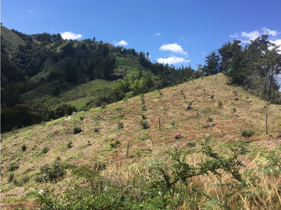 Finca de trabajo para venta en Abejorral - 6