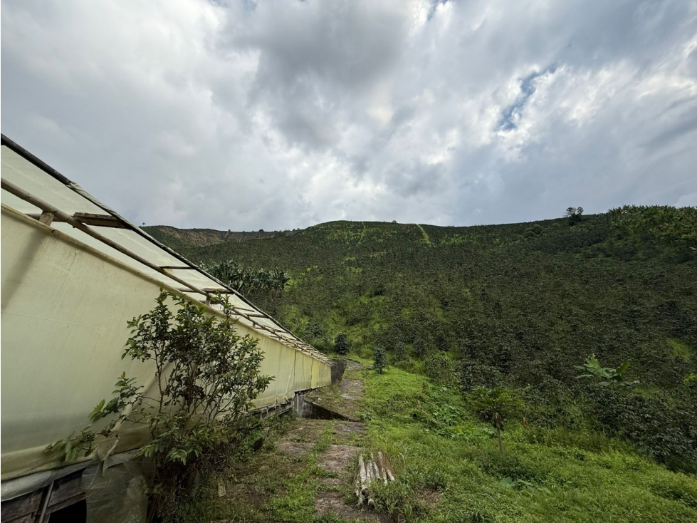 Finca Cafetera A La Venta Santa Rosa De Cabal — foto 6