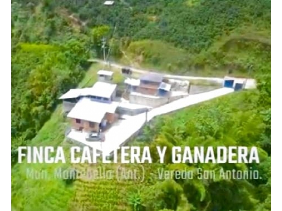 Venta Finca Cafetera Ganadera - Montebello . .!!!! Bajo de Precio!!!! - 1