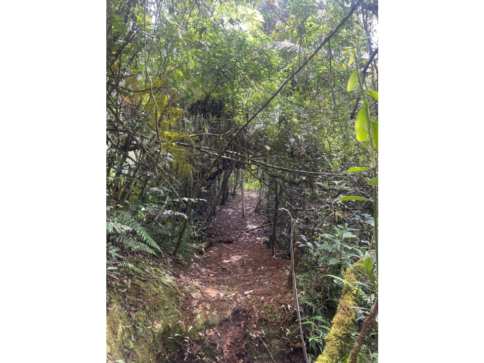 Lote con bosque en Parcelación Altos de la Molina Guarne — foto 3