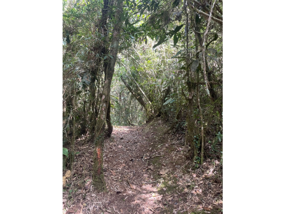 Lote con bosque en Parcelación Altos de la Molina Guarne — foto 5