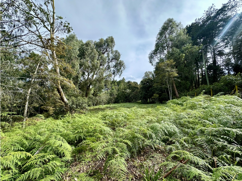 Venta De Lote En Rionegro Barahonda — foto 3