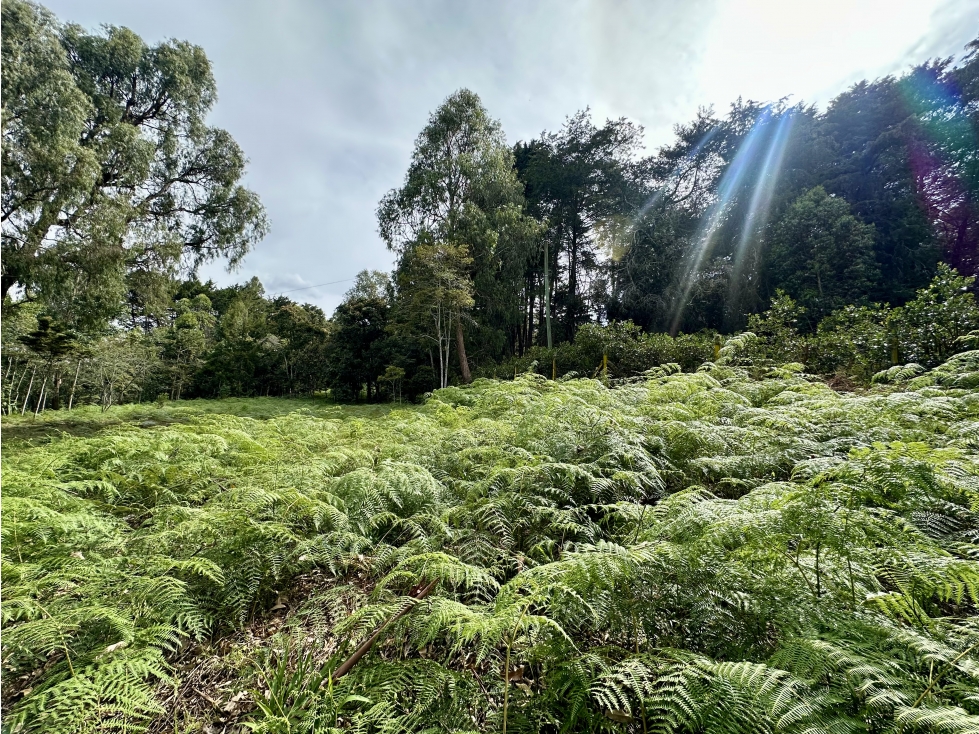 Venta De Lote En Rionegro Barahonda — foto 4