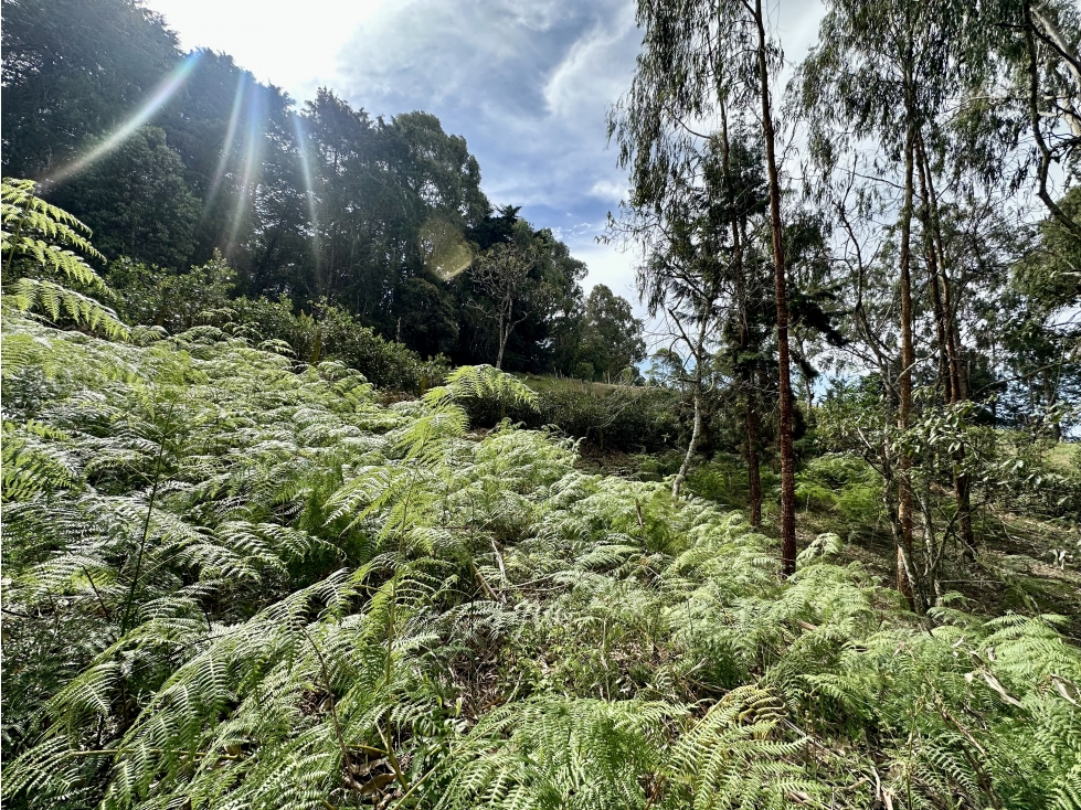 Venta De Lote En Rionegro Barahonda — foto 6