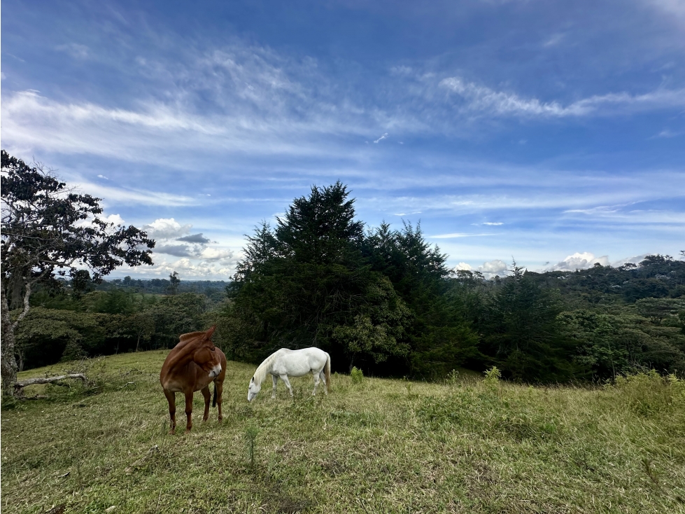 Venta De Lote En Rionegro Pontezuela — foto 4