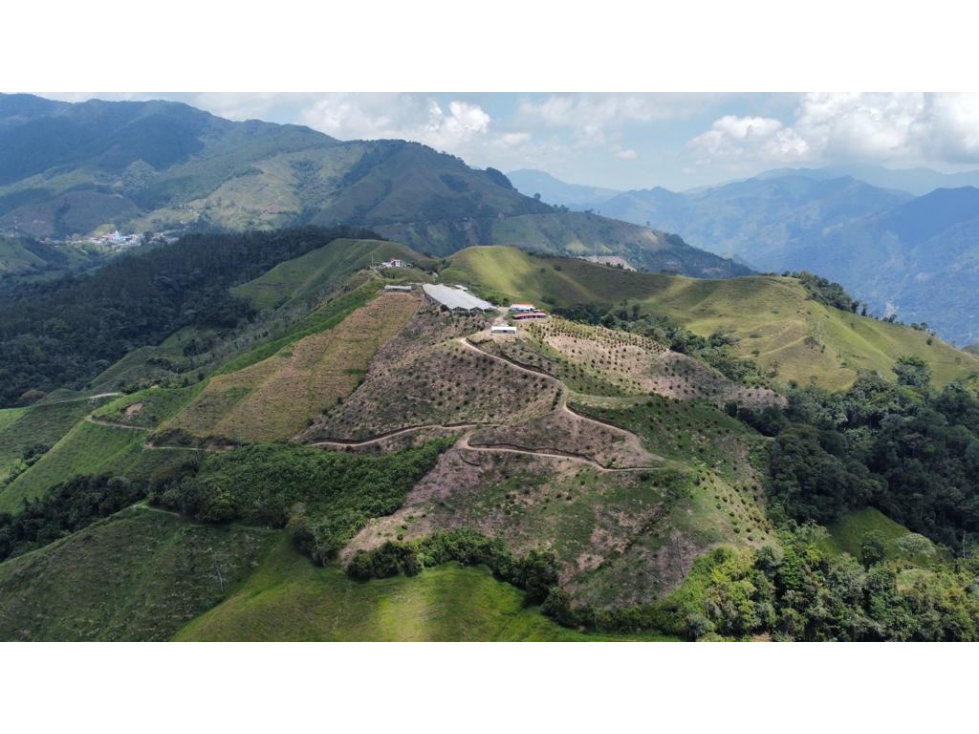 FINCA PRODUCTORA DE AGUACATE HASS TOLIMA - 1