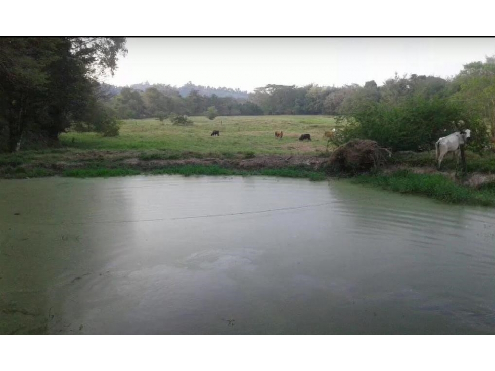 LOTE EN SALGAR ANTIOQUIA - 7 KLM DEL PUEBLO - FINCA LA FLORESTA - 1