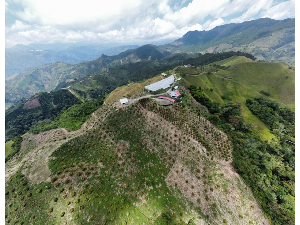 FINCA PRODUCTORA DE AGUACATE HASS TOLIMA - 2