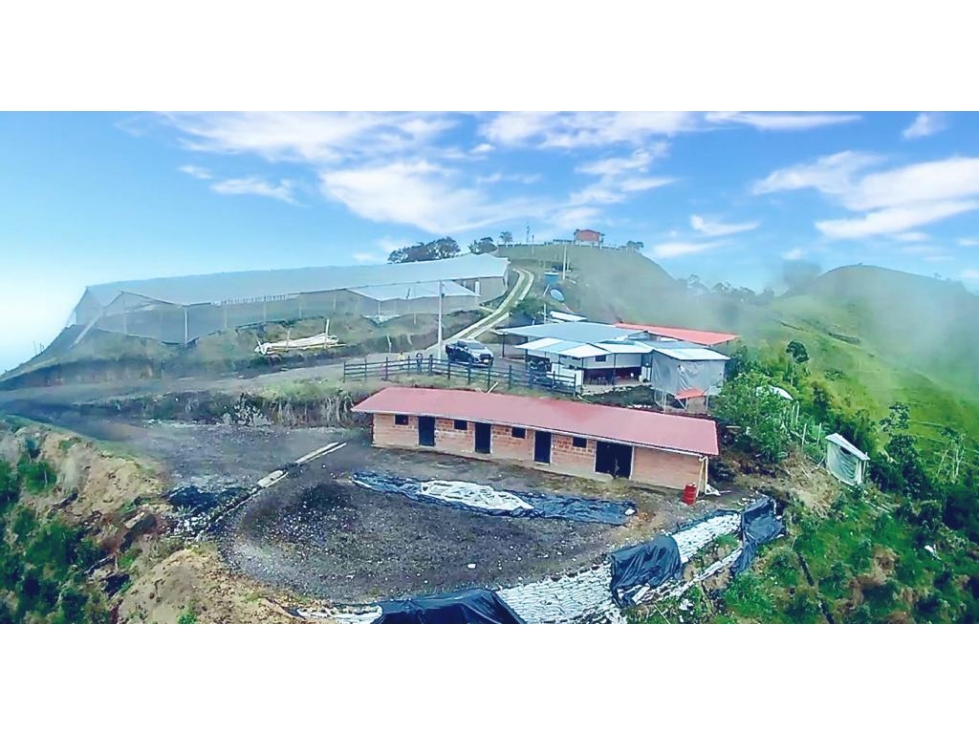 FINCA PRODUCTORA DE AGUACATE HASS TOLIMA - 3