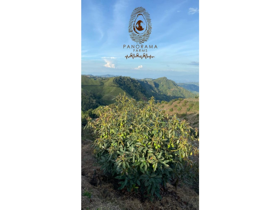 FINCA PRODUCTORA DE AGUACATE HASS TOLIMA - 4