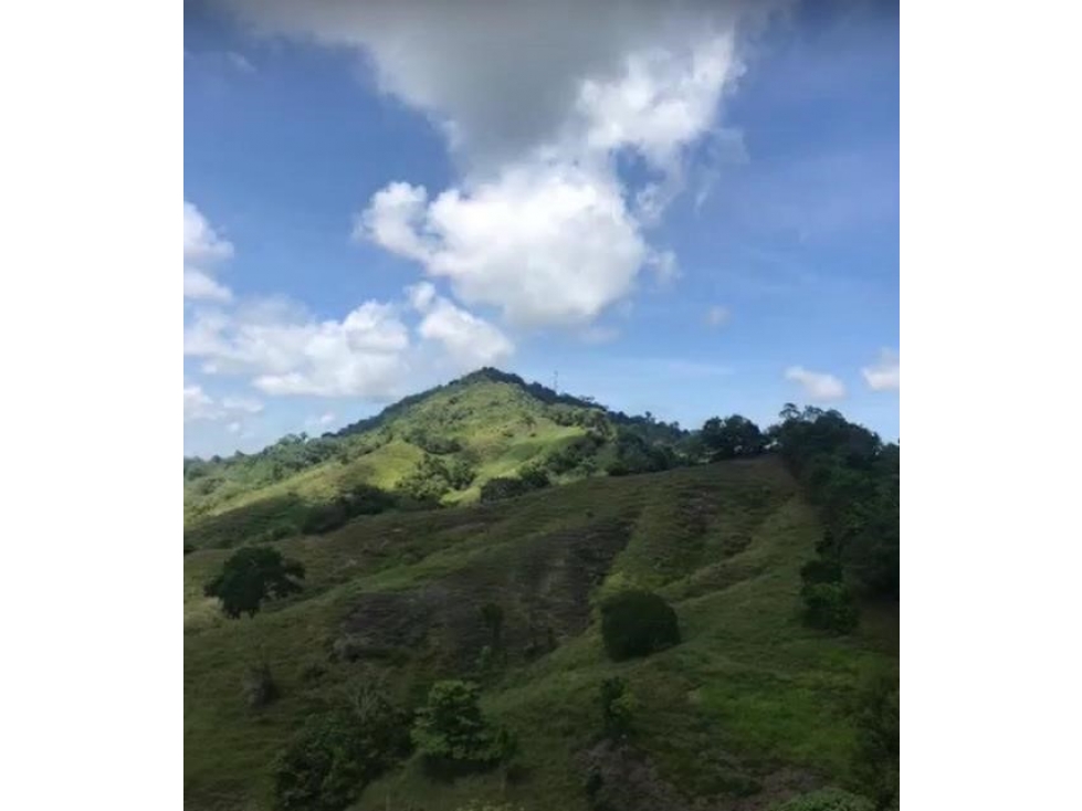 LOTE EN SALGAR ANTIOQUIA - 7 KLM DEL PUEBLO - FINCA LA FLORESTA - 4