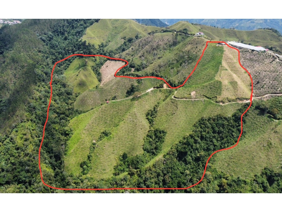 FINCA PRODUCTORA DE AGUACATE HASS TOLIMA - 5