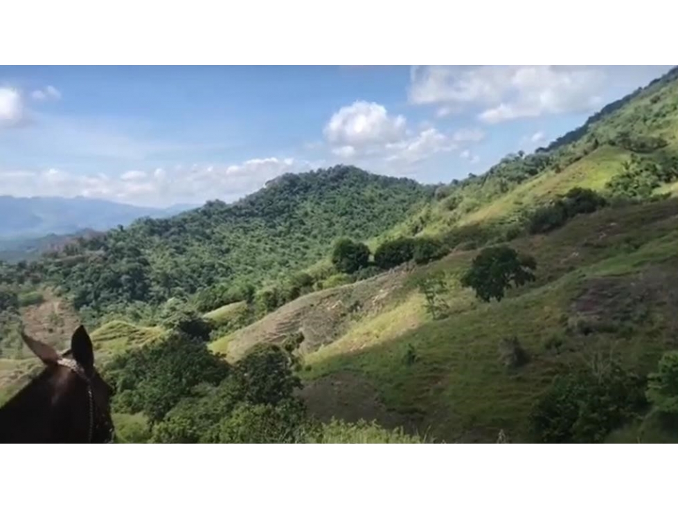 LOTE EN SALGAR ANTIOQUIA - 7 KLM DEL PUEBLO - FINCA LA FLORESTA - 5