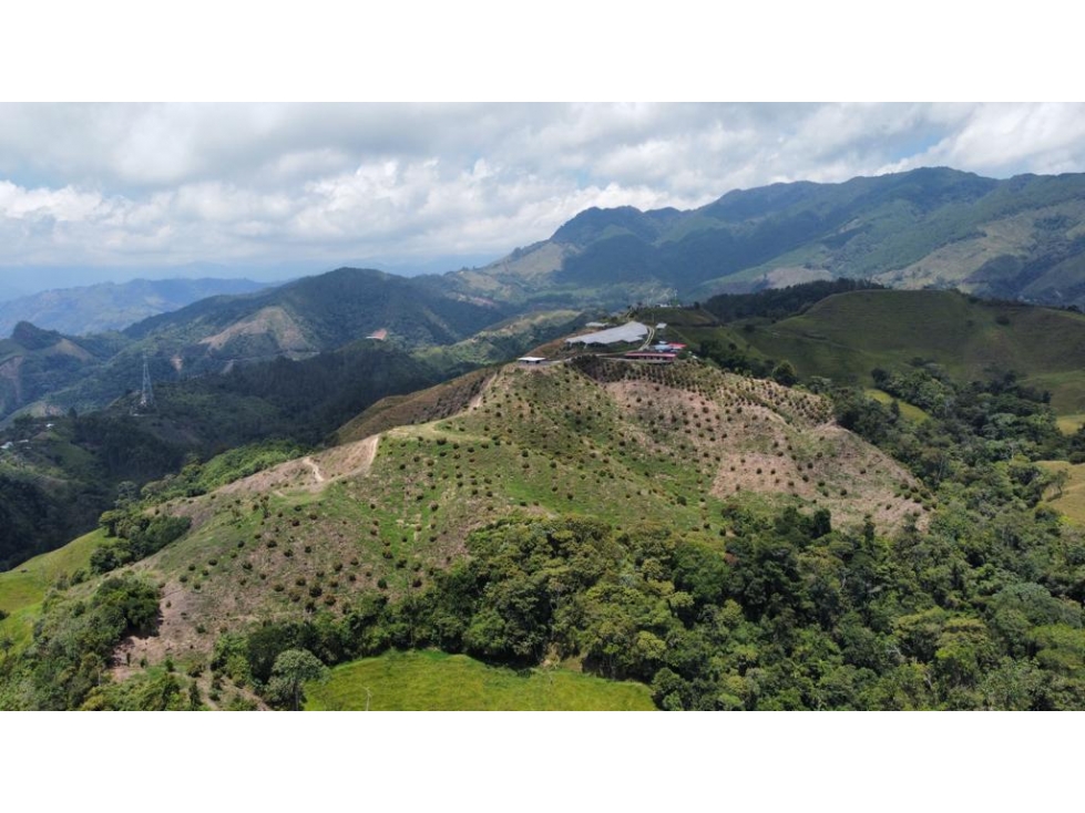 FINCA PRODUCTORA DE AGUACATE HASS TOLIMA - 6