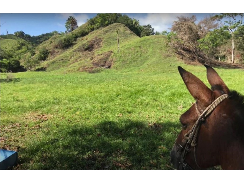 LOTE EN SALGAR ANTIOQUIA - 7 KLM DEL PUEBLO - FINCA LA FLORESTA - 6