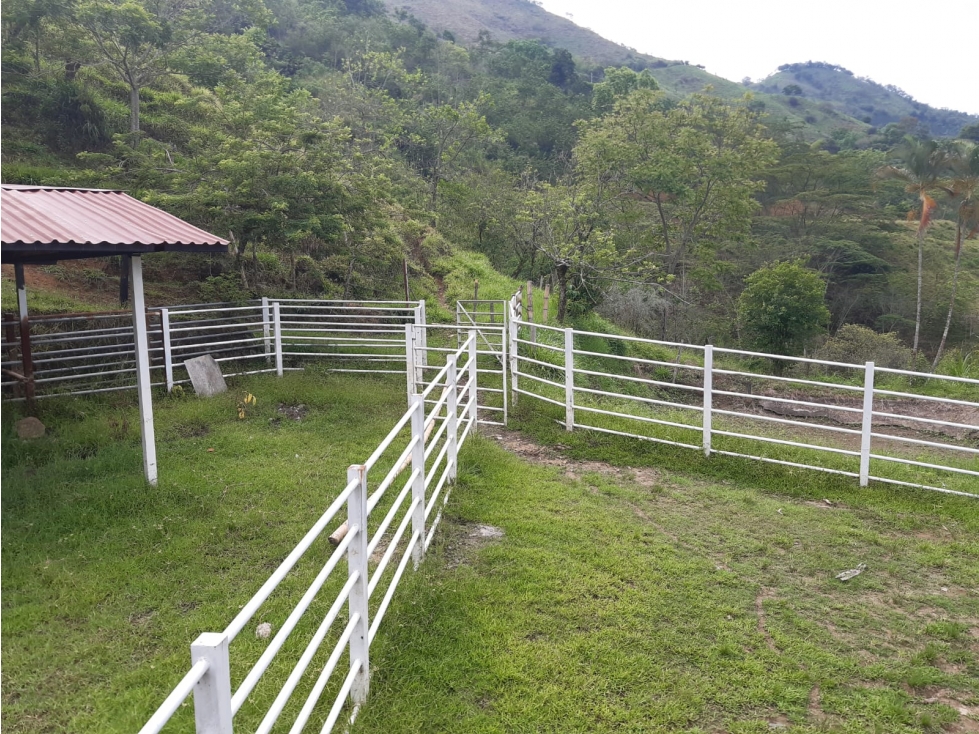VENDO FINCA GANADERA 31 CUADRAS VIA LA VIRGINIA A BELALCAZAR - 3