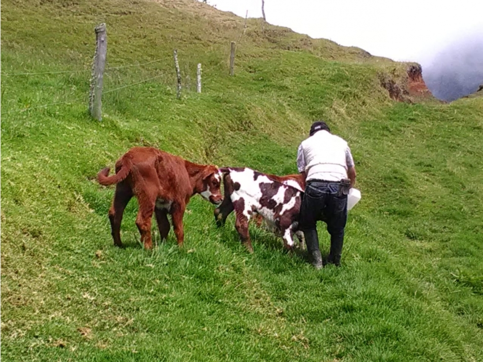 VENDO FK GANADO 237 HECTARAS POR SAN FELIX, SALAMINA - 6