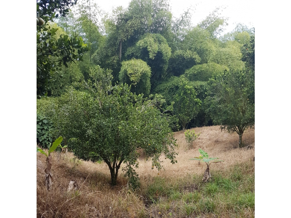 VENDO FINCA PRODUCTIVA 12 CUADRAS CHINCHINA EL TREBOL — foto 5